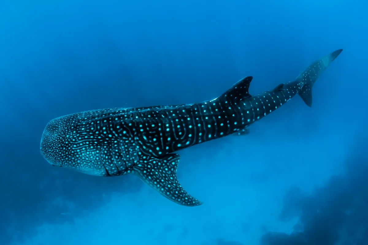 A whale shark swimming through deep blue ocean water with light rays above