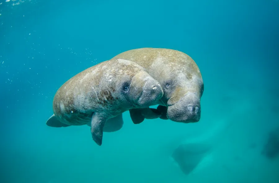 A mother manatee and her calf swim together in clear blue-green water
