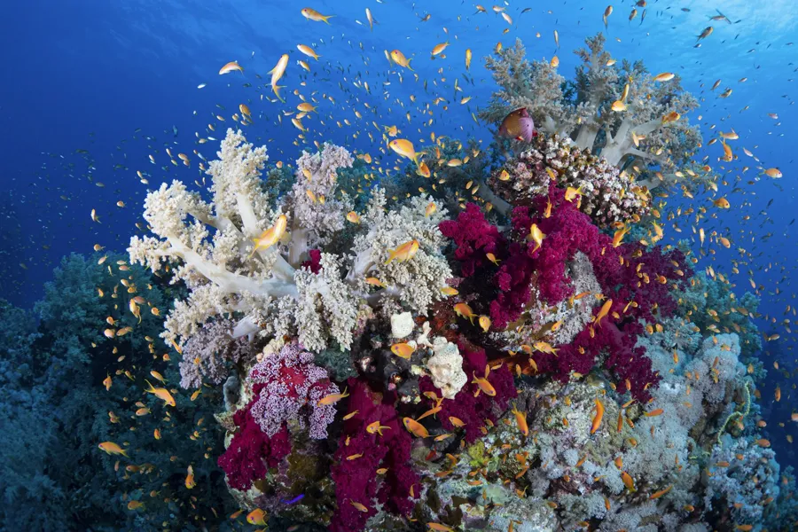 A large group of fish swimming over a colorful coral reef