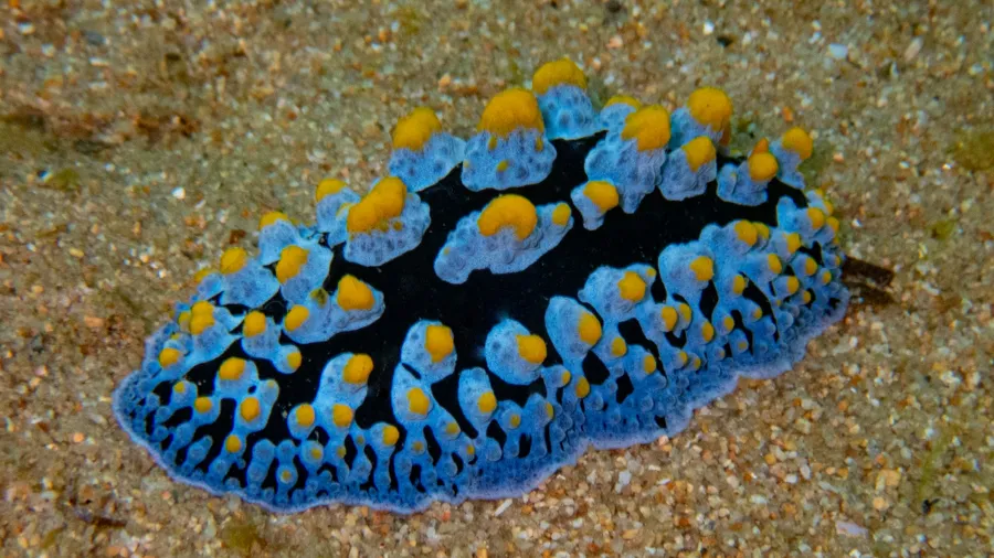 A close up of a blue and yellow sea anemone