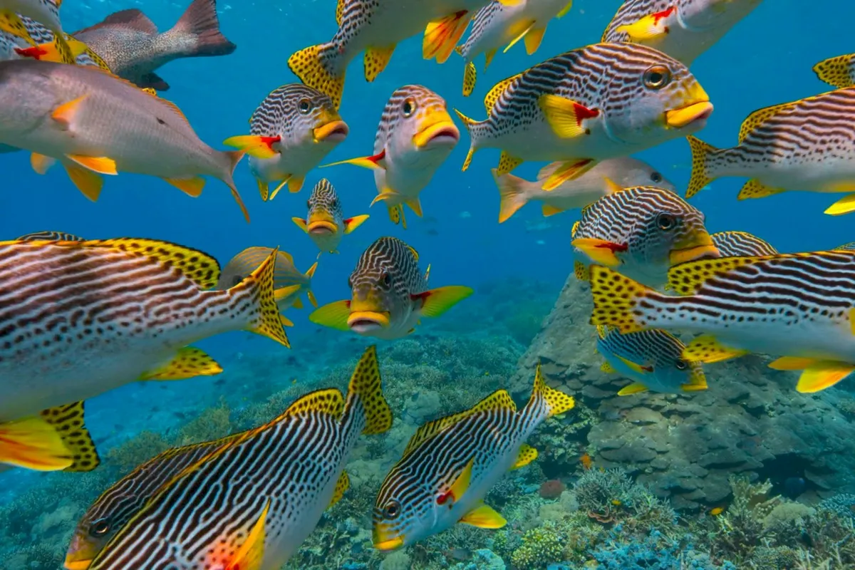 A large group of fish swimming over a coral reef