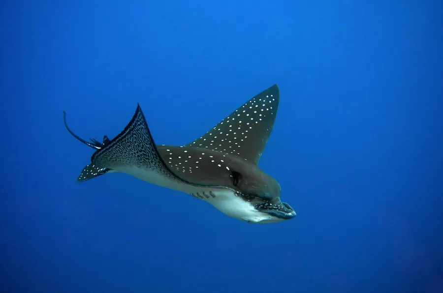 A spotted eagle ray glides through open blue water