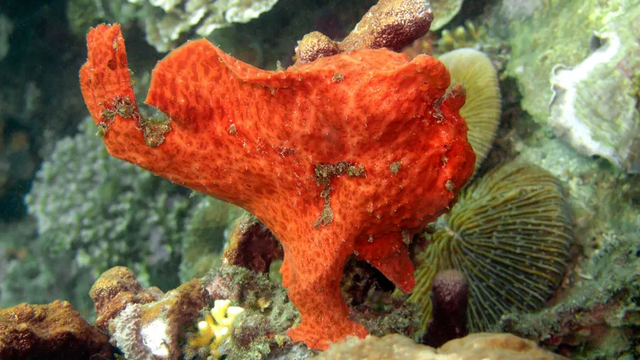 A red frogfish rests among corals on a reef