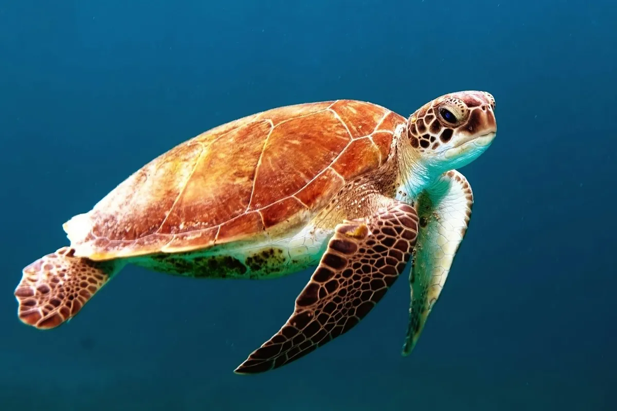 Brown turtle swimming underwater