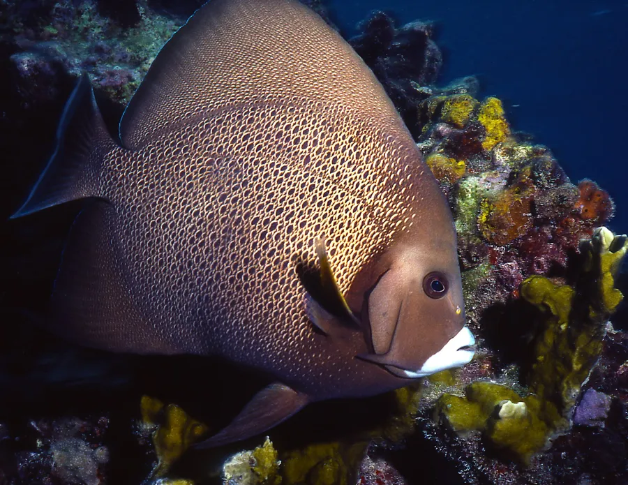 An angelfish swims past a colorful coral reef
