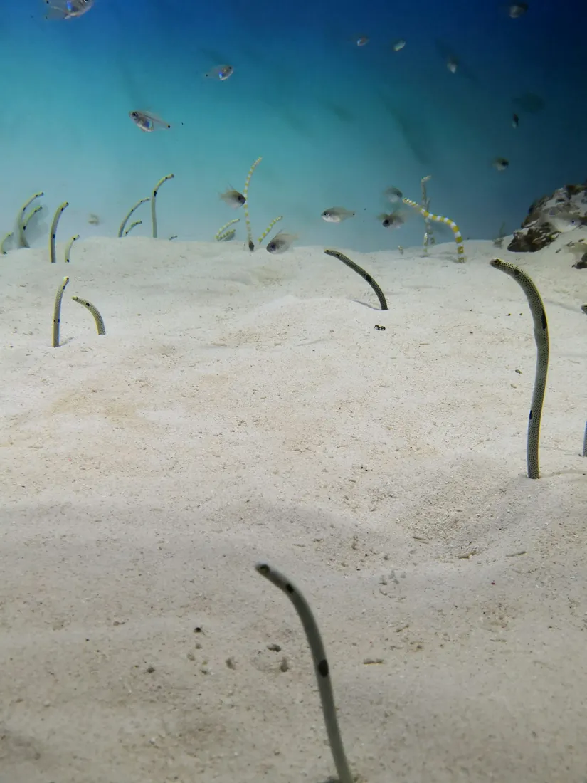 Spotted garden eels rise from a sandy seafloor