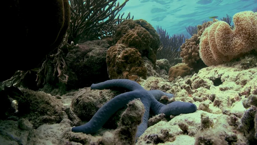 A blue sea star rests on a coral reef