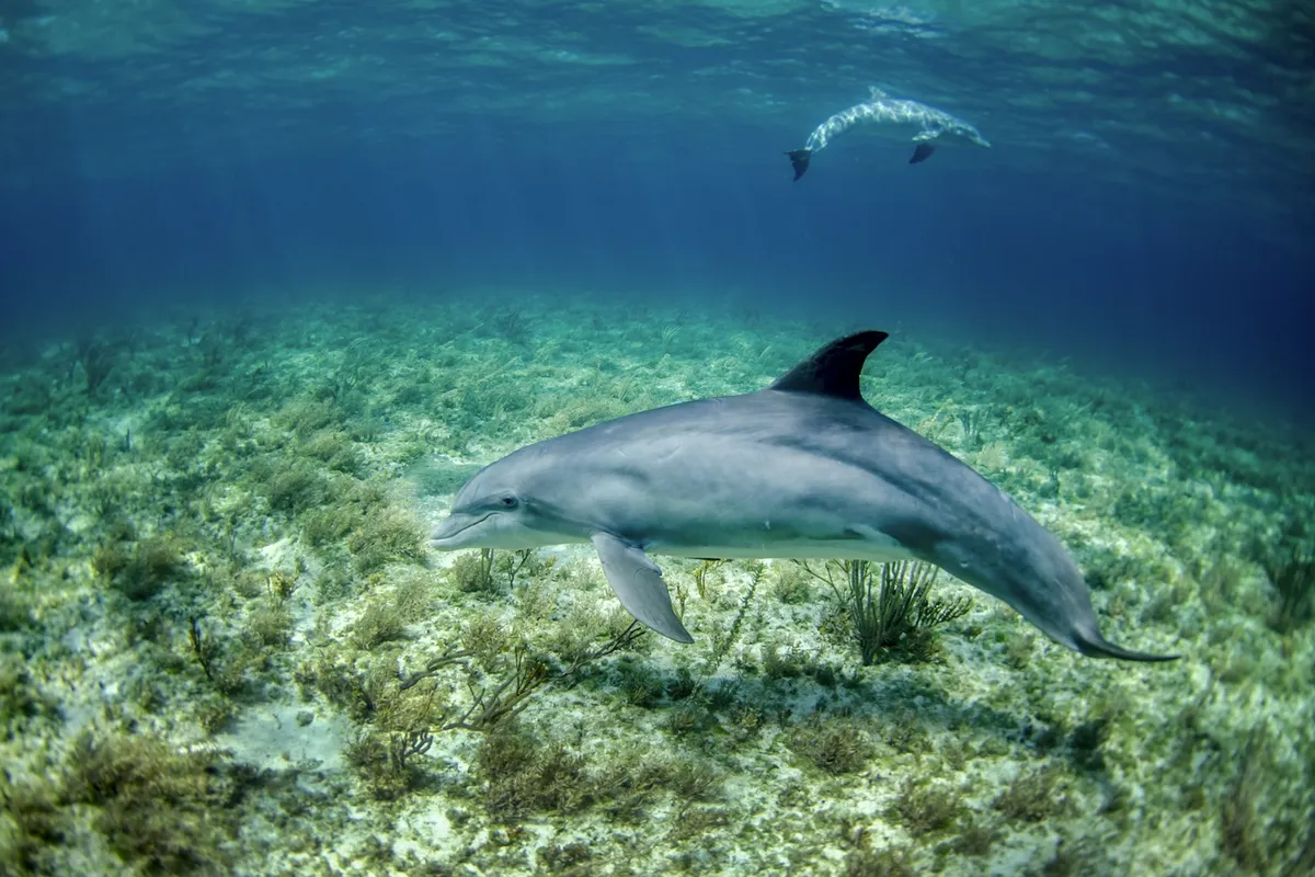 Dolphin in body of water