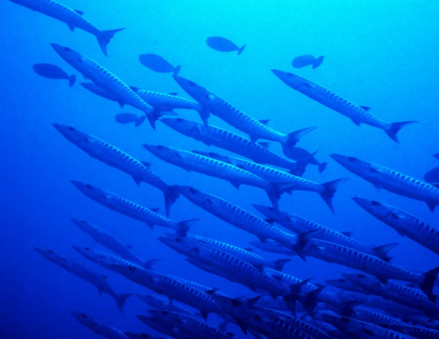 A large school of barracuda swims through deep blue water