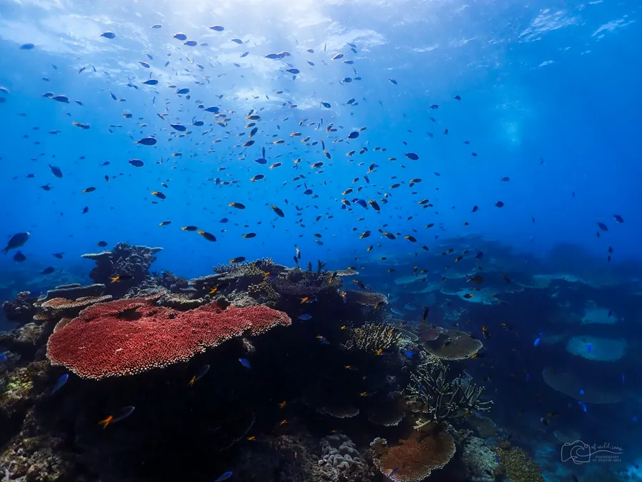 A large group of fish swimming over a coral reef