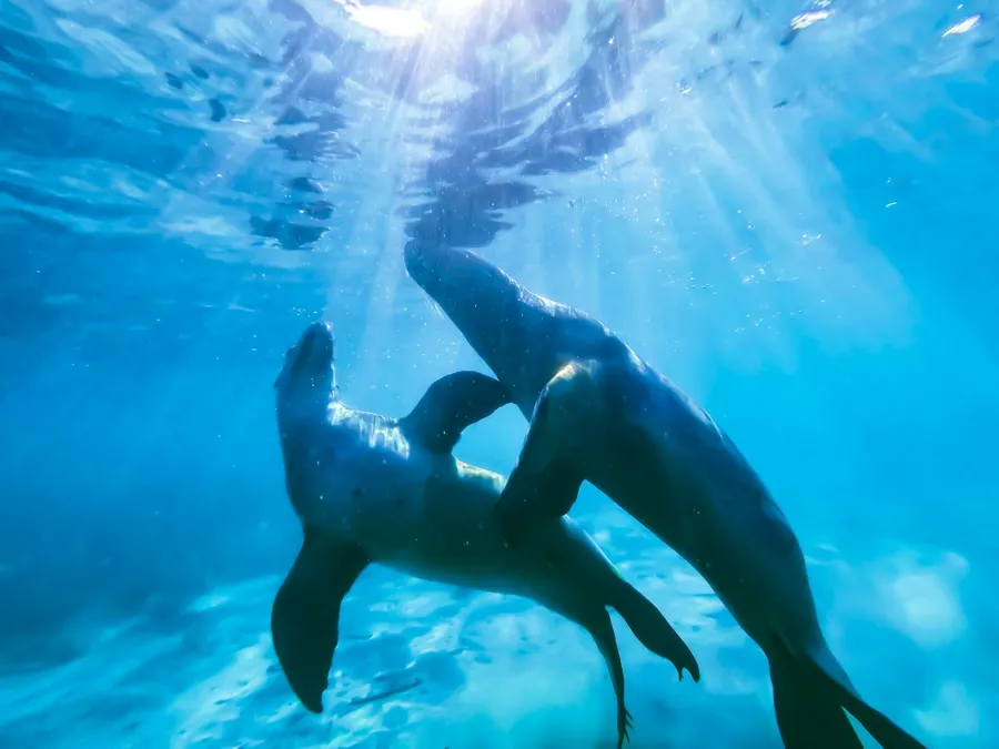 Two dolphin in body of water