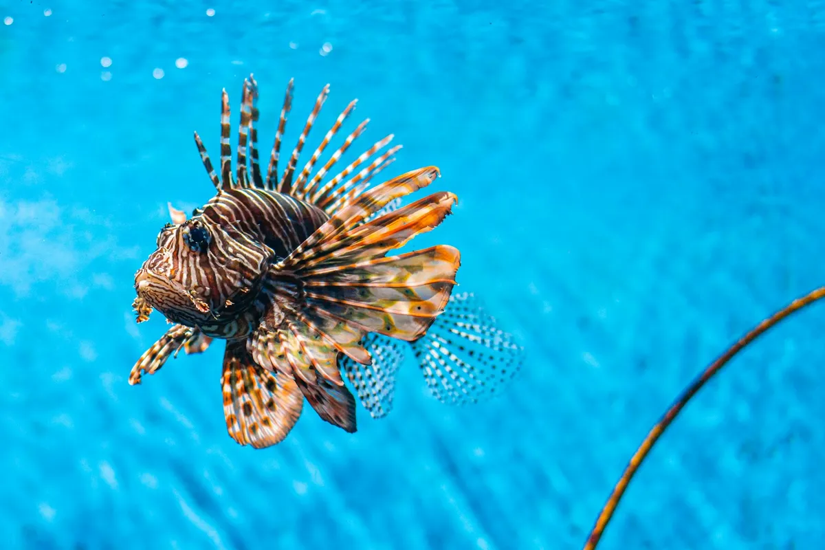 Brown fish underwater