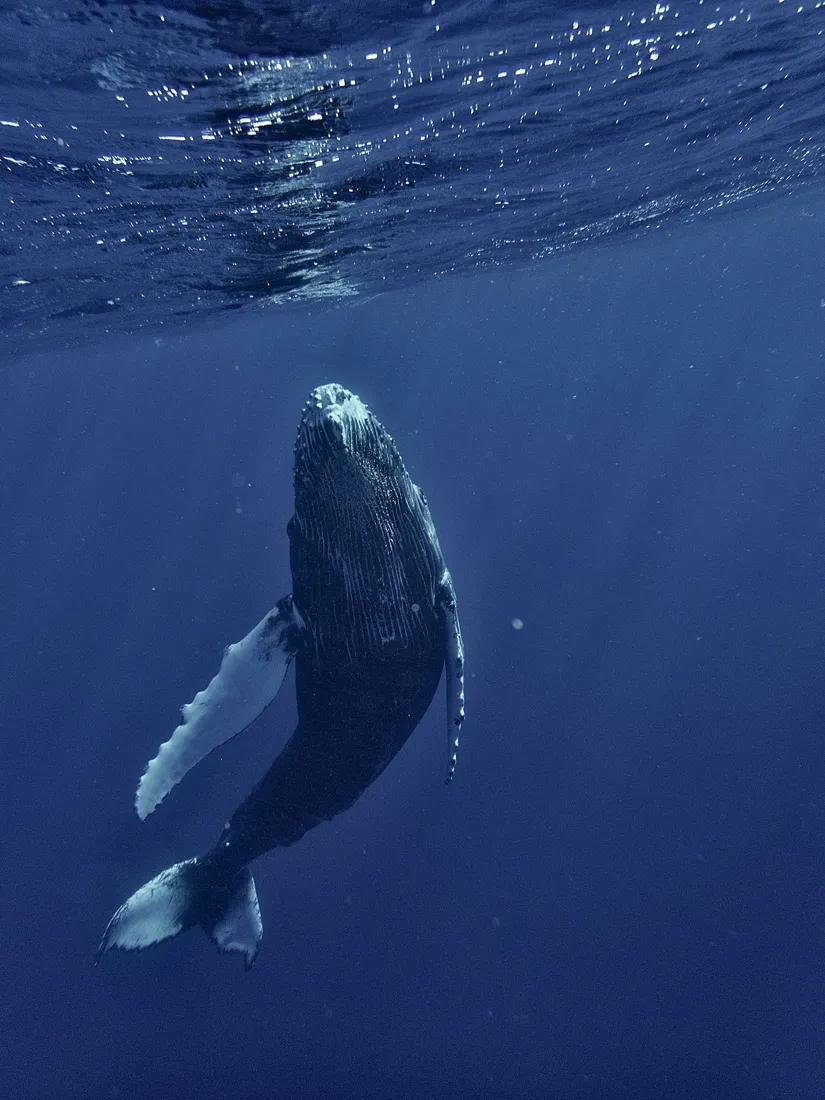A humpback whale swims under the surface of the water