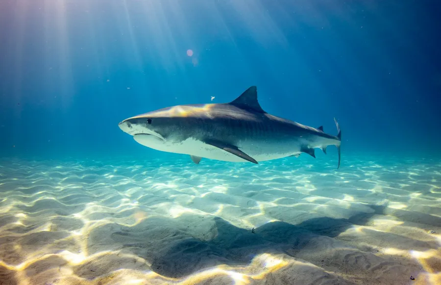 A tiger shark swims over a sandy seafloor in shallow blue water