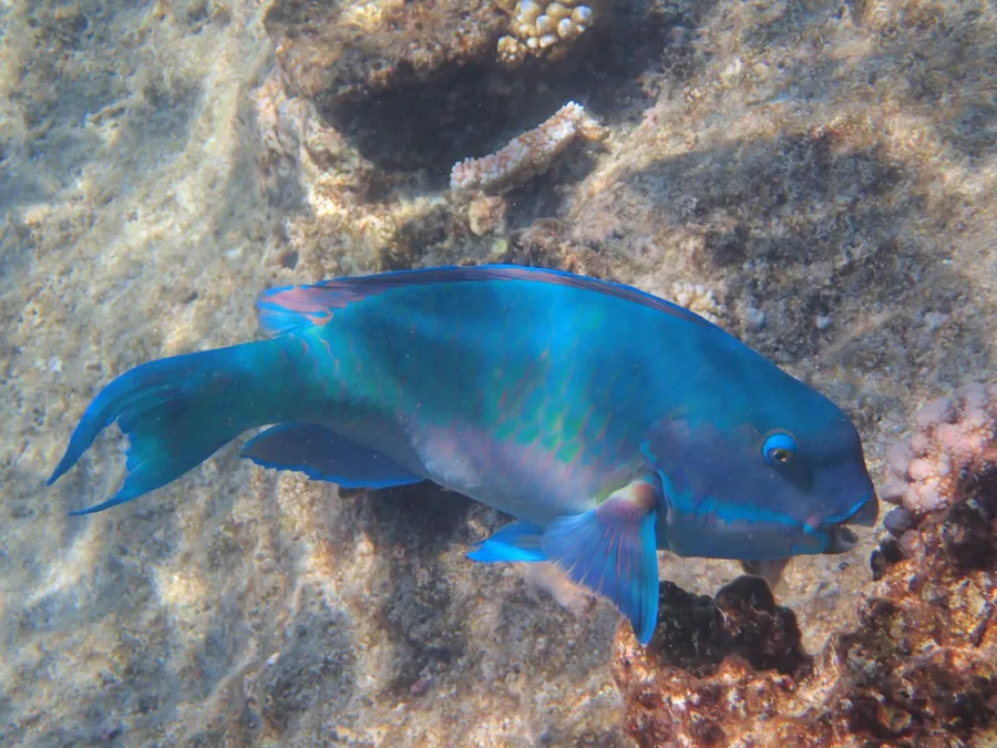 A blue parrotfish swims near coral on Moore Reef in Australia