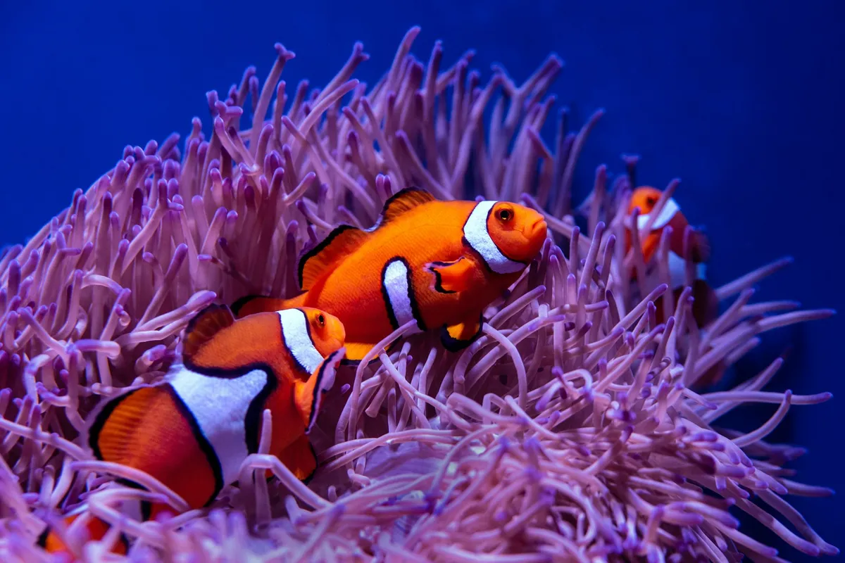 Clown fish on coral reef