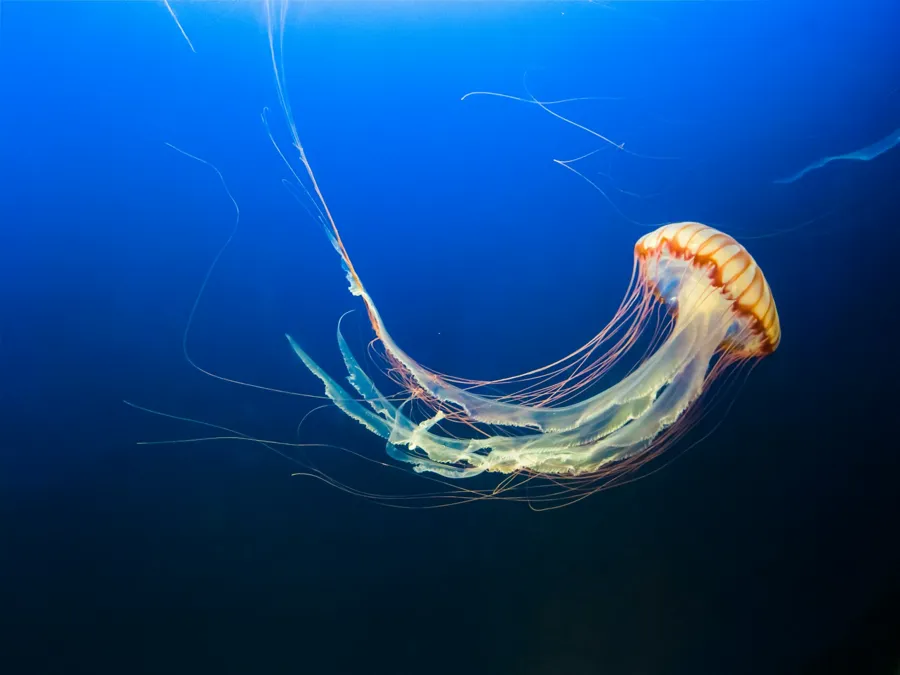 Photo of brown jellyfish