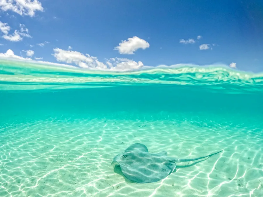A stingray glides over white sand in clear shallow water in the Bahamas