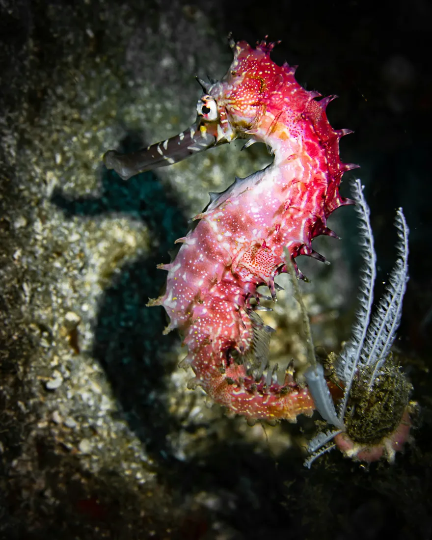 A pink seahorse holds on to the reef floor in Indonesia