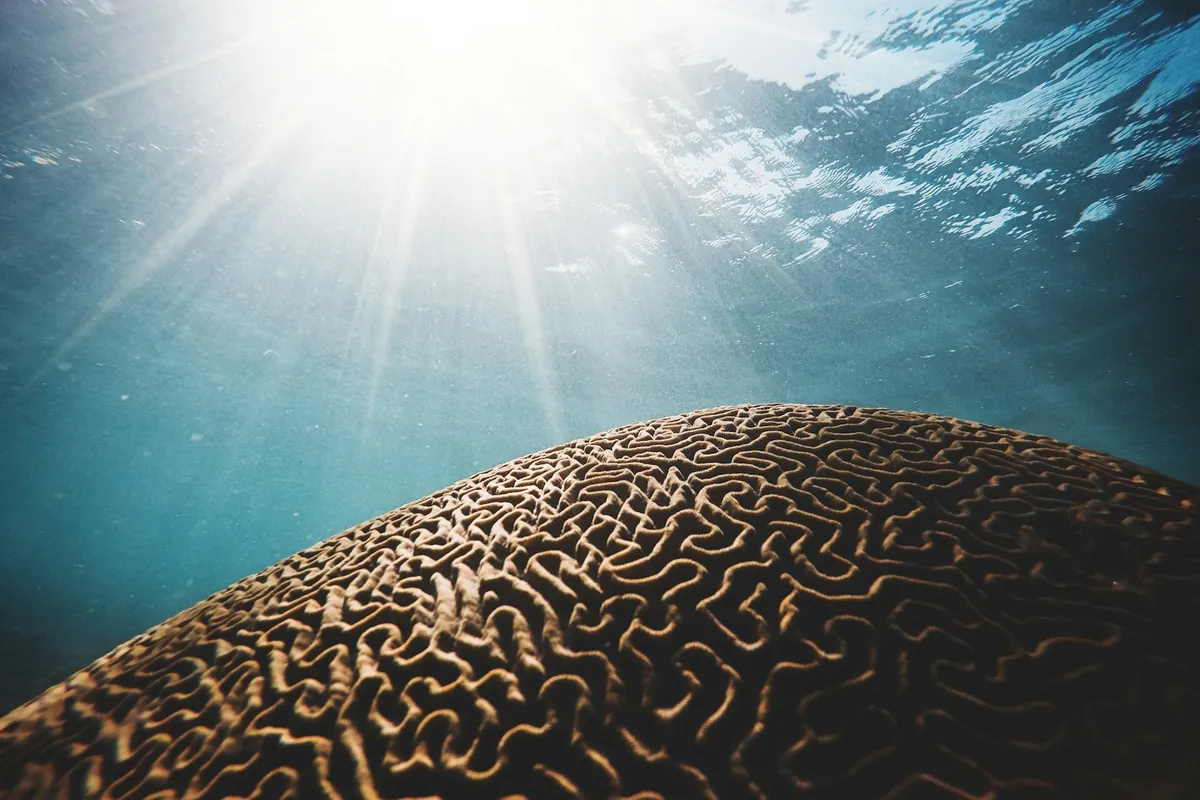 A large brain coral under rays of sunlight in clear blue water