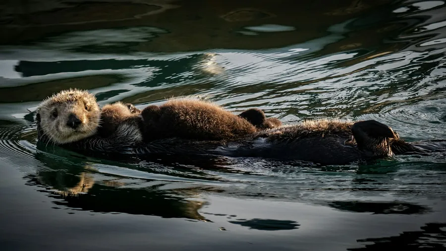Two sea otters float on their backs in calm, dark water