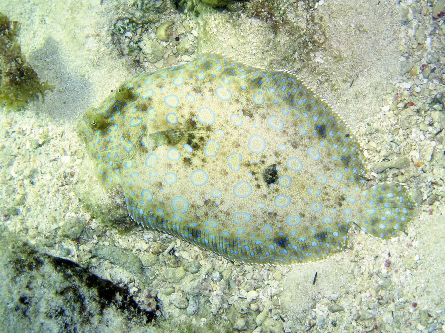 A flounder lies camouflaged on a sandy seafloor