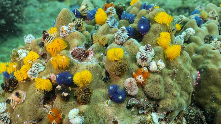 Colorful Christmas tree worms on a coral head