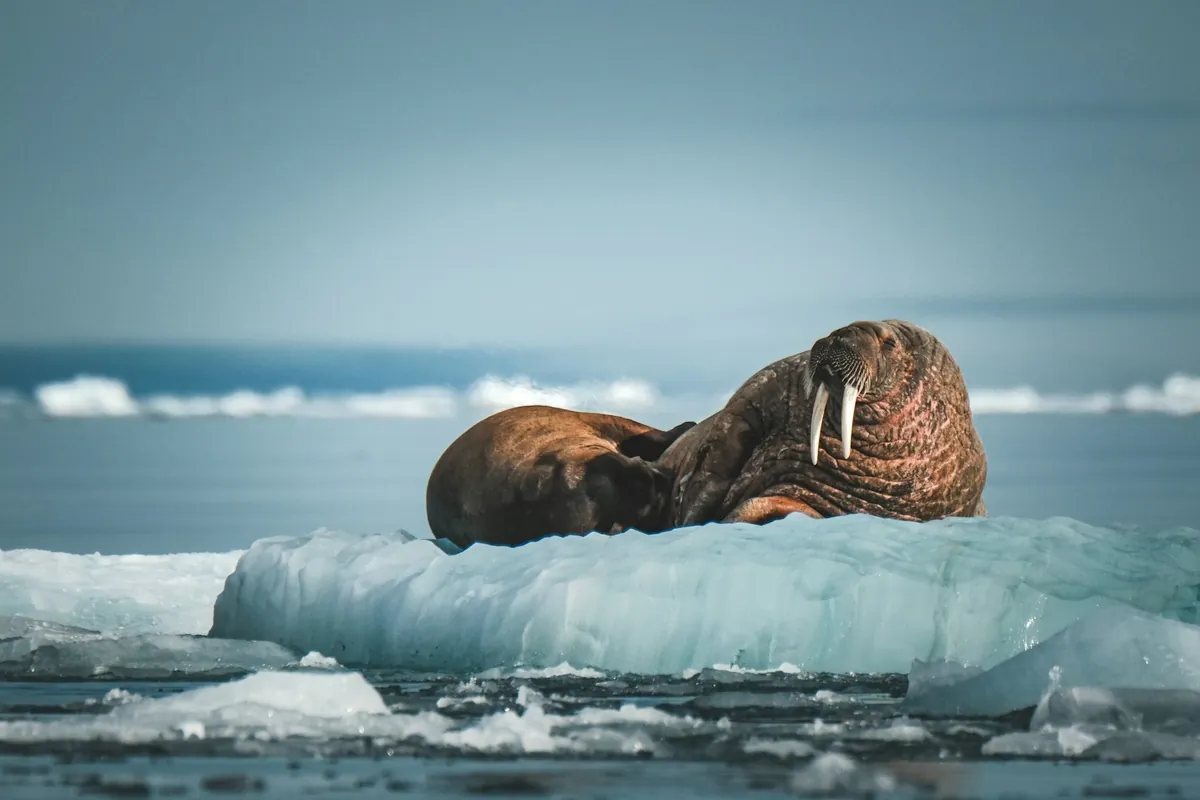 A walrus rests on a floating piece of ice