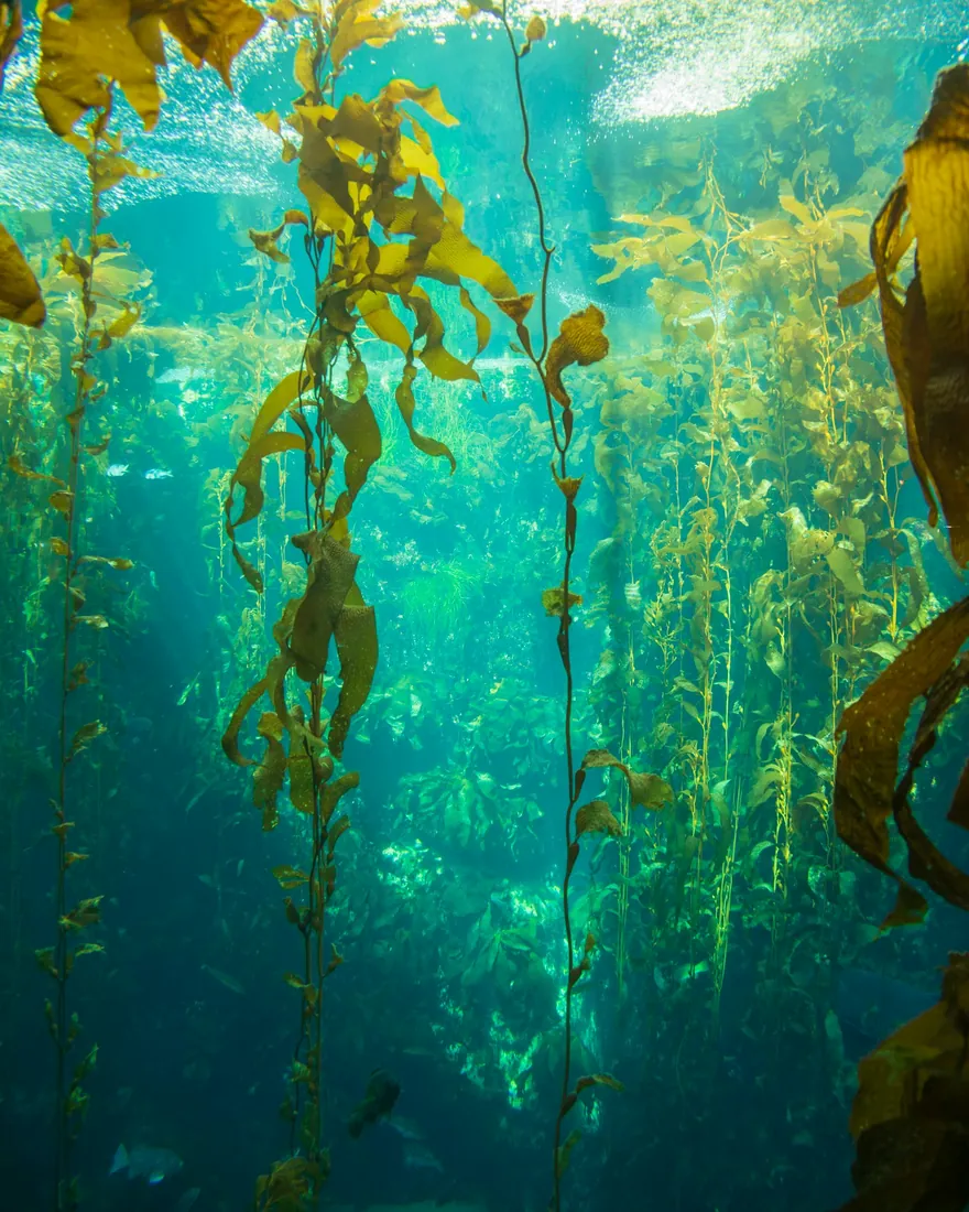 Tall kelp rises toward sunlight in green water