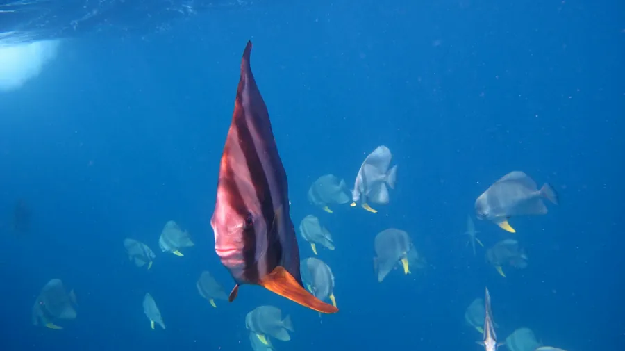 A batfish swims in open blue water near a small group of fish