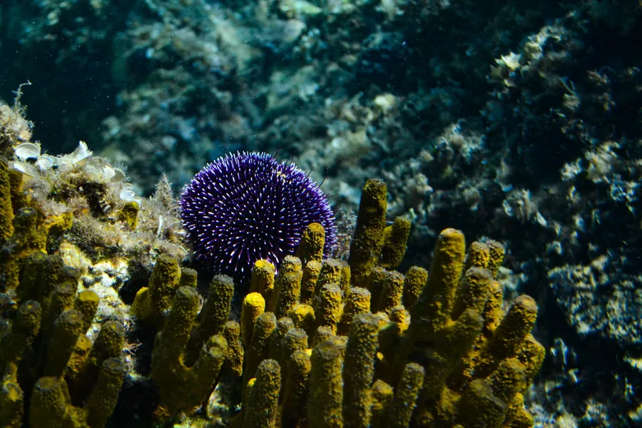 A purple sea urchin sits on a reef among yellow coral