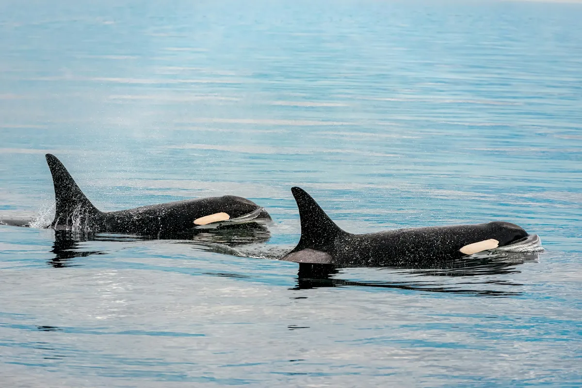 Two orcas swim side by side at the surface of calm water