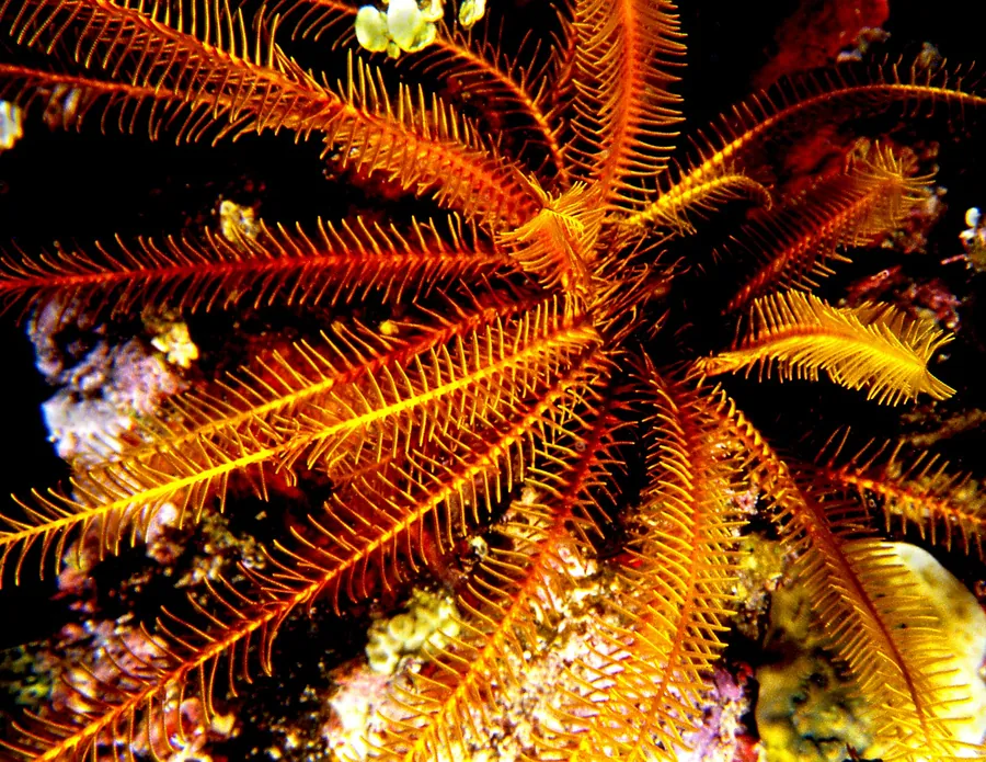 An orange feather star spreads its arms on a reef