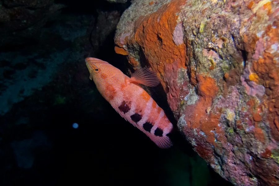A pink grouper with dark spots swims beside a coral wall