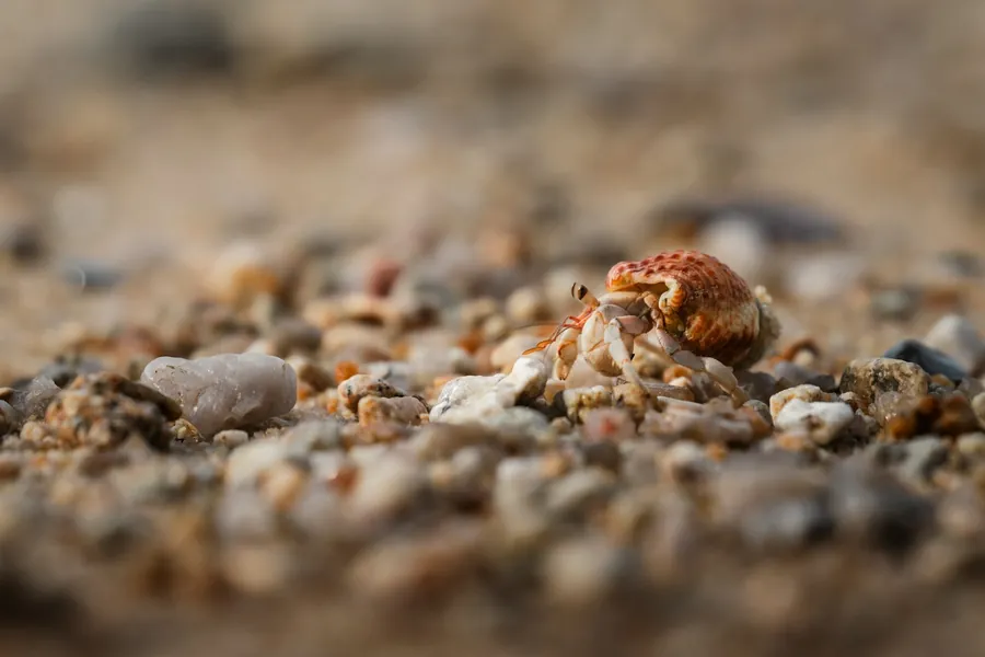 A hermit crab walks across a beach of small pebbles
