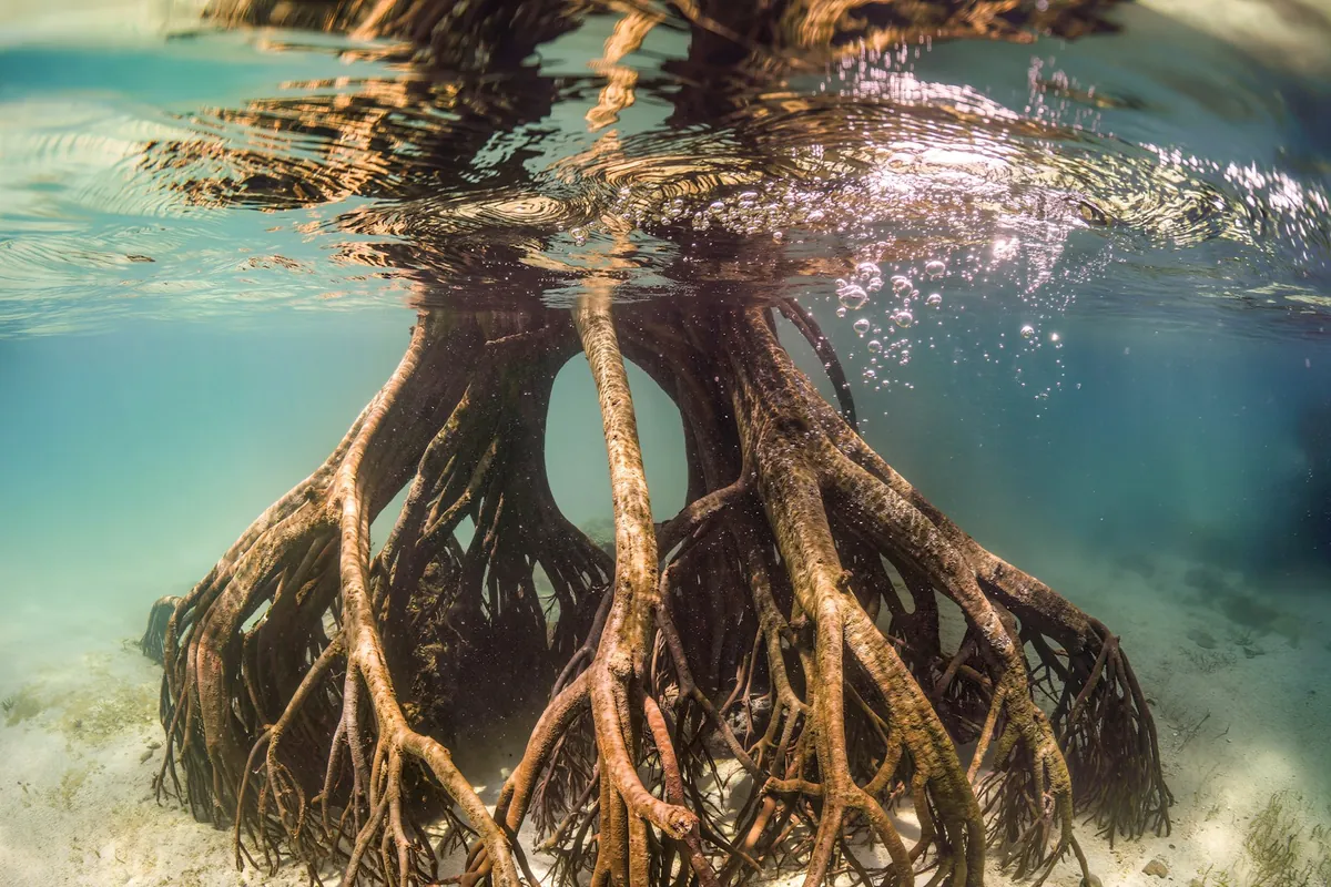 Mangrove roots reach into clear, shallow ocean water