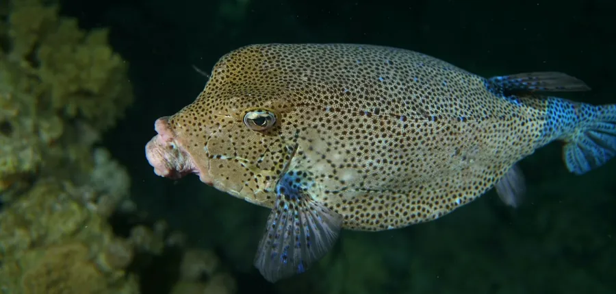A spotted boxfish swims near a coral reef in dark water