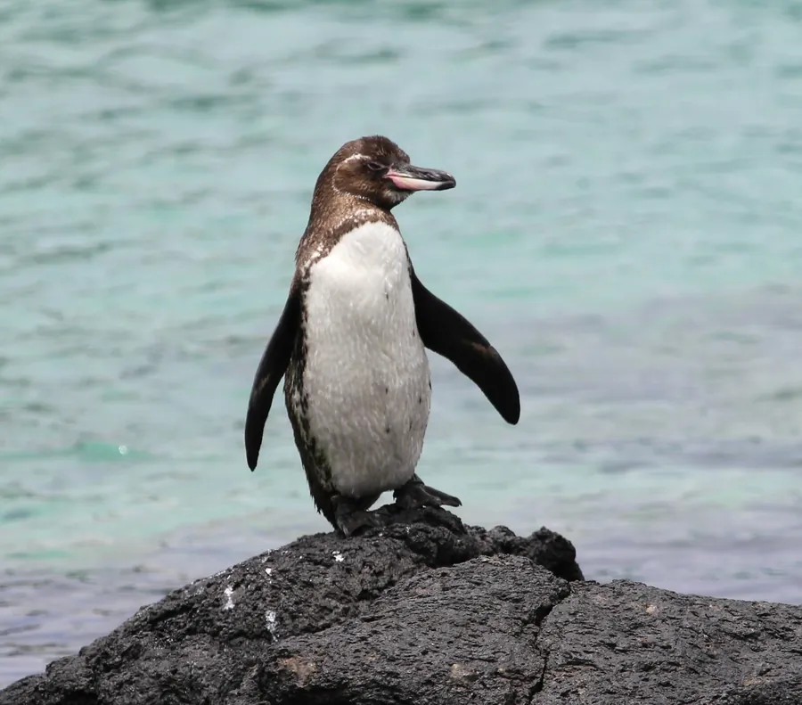 A Galápagos penguin stands on a dark volcanic rock