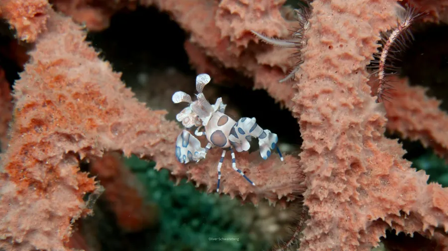 A small shrimp perches on orange coral