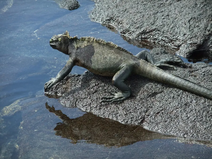 A marine iguana rests on a wet rock beside the water