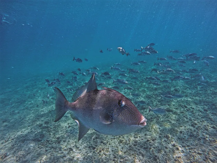 A triggerfish swims over a reef with a school of fish behind it