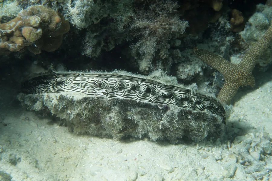 A sea cucumber lies on sand beside a reef
