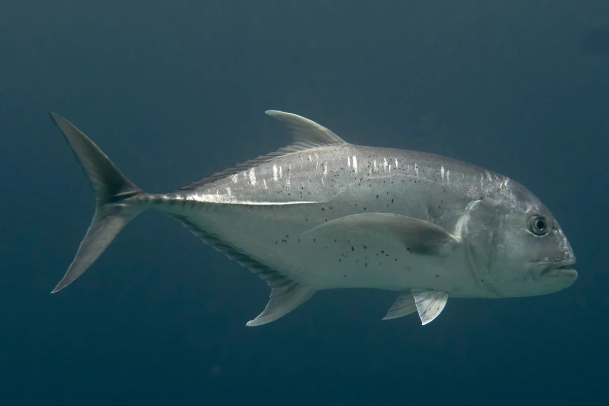 A large silver trevally swims through dark blue water