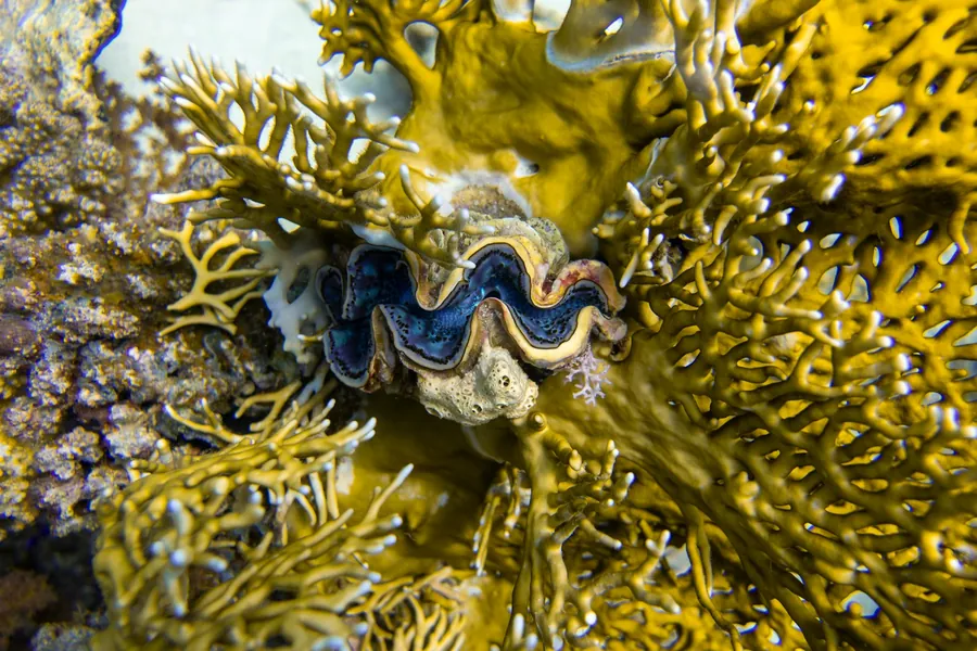 A giant clam sits open among corals on a reef