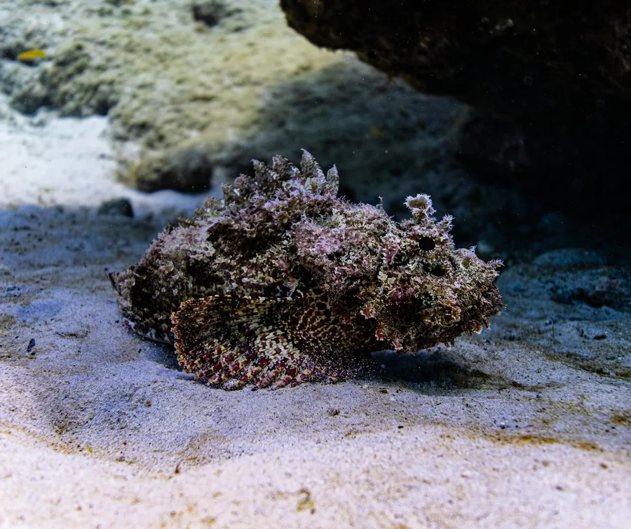 A camouflaged stonefish rests on a sandy seafloor