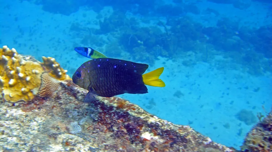 A blue and yellow damselfish swims over a coral reef
