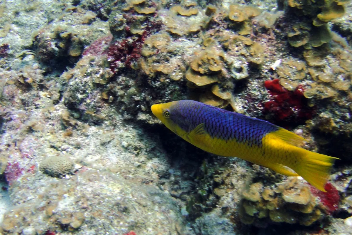A blue and yellow hogfish swims along a coral reef