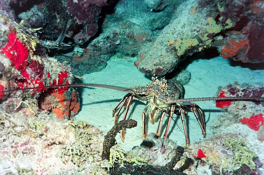A spiny lobster sits in a reef crevice with its long antennae out