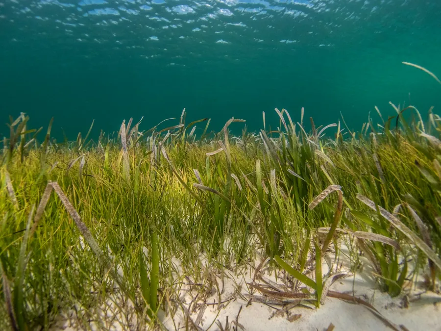 A meadow of seagrass grows on a sandy seafloor under clear water