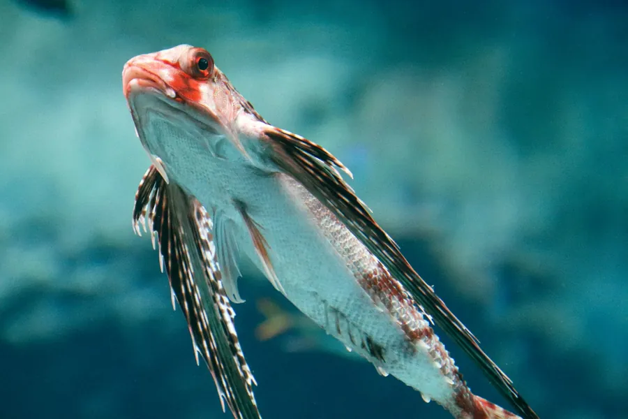 A flying gurnard spreads its wide fins in blue-green water